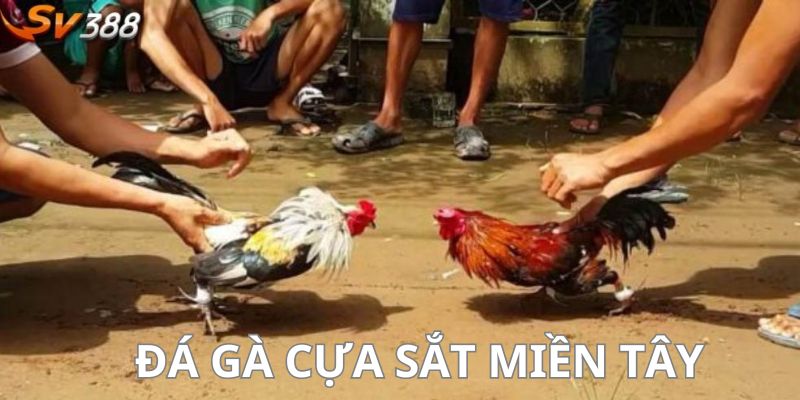 Đá gà cựa sắt miền Tây