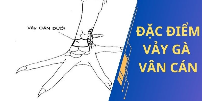 Vảy gà vấn cán nên chọn hay không phụ thuộc vào vị trí nó nằm