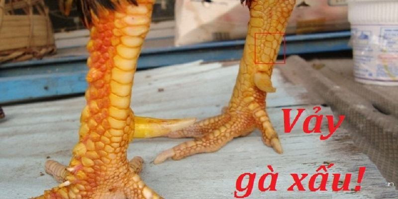 Vảy gà xấu