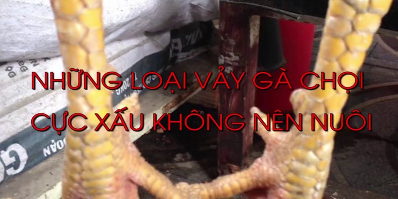 Vảy gà xấu khiến người chơi lo sợ mà tránh xa để không bị xui xẻo