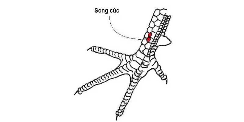 Vảy gà xấu song cúc vẫn còn có thể cứu vớt được nếu tập luyện nhiều