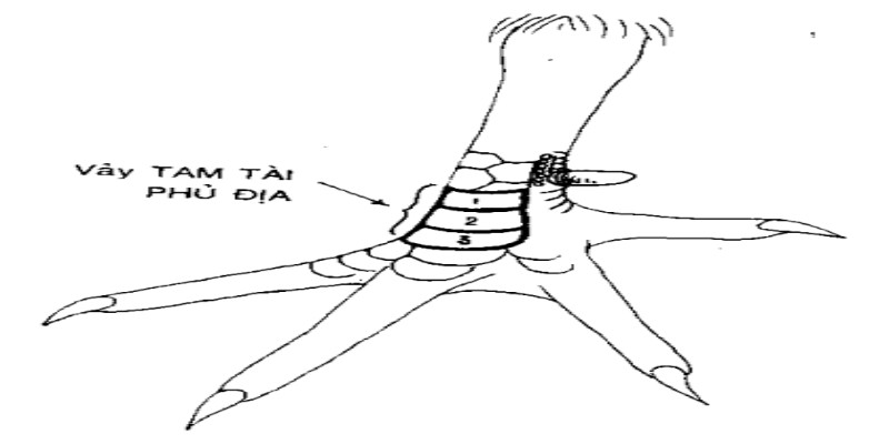 Vảy phủ địa